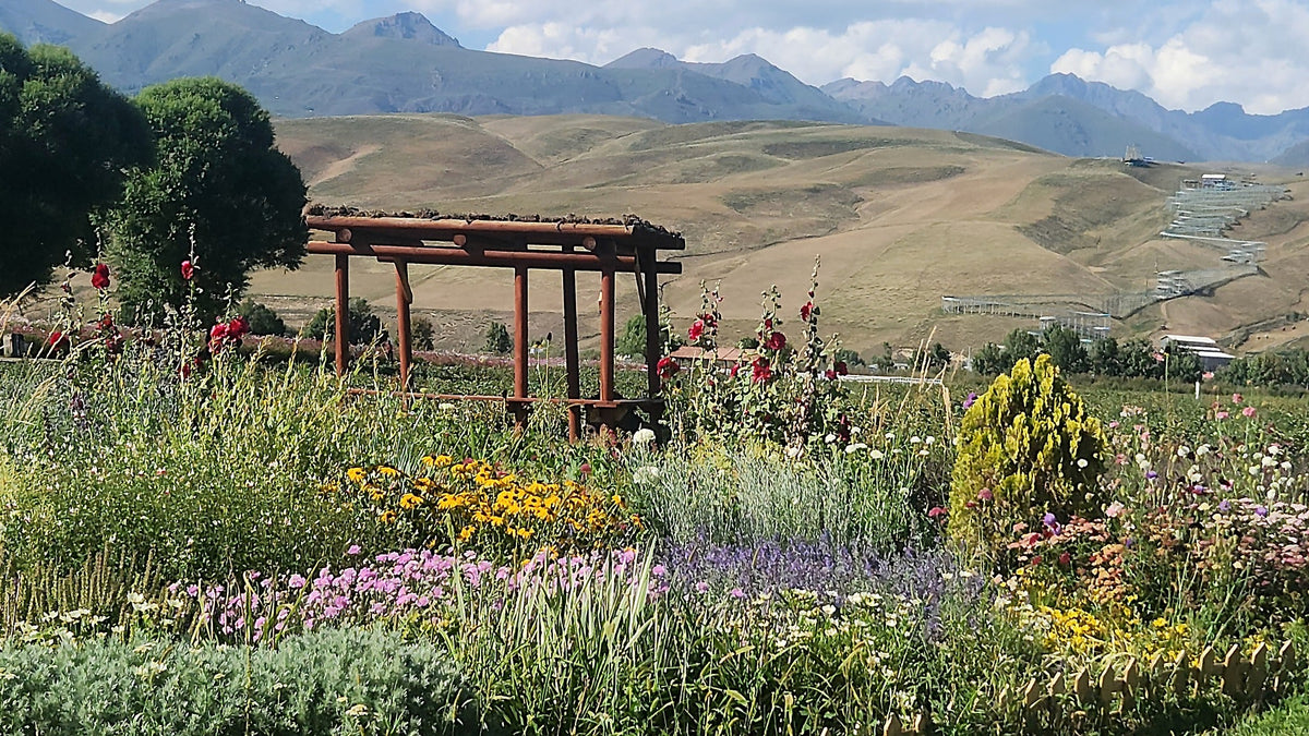 wildflower garden with a log pergola, grassy hills and a distant mountain range in northern Xinjiang